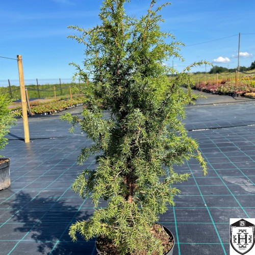 Juniperus communis 'Suecica' - Harilik kadakas 'Suecica'